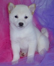 Shiba Inu 
Puppy for sale
Sold